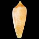 To Conchology (Phasmoconus cinereus SUBFOSSIL)