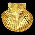 To Conchology (Cryptopecten bullatus SPECIAL COLOR)