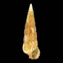 To Conchology (Cerithium interstriatum)