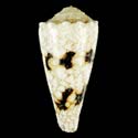 To Conchology (Conus nicobaricus YOUNG)