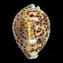 To Conchology (Cypraea tigris pardalis 86-90)