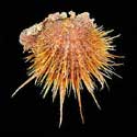 To Conchology (Spondylus visayensis ORANGE)