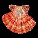 To Conchology (Mirapecten mirificus LARGE)