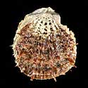 To Conchology (Spondylus ocellatus LARGE)