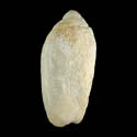 To Conchology (Oliva spicata FOSSIL)