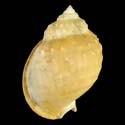 To Conchology (Echinophoria carnosa)