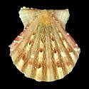 To Conchology (Antillipecten antillarum BROWN)