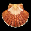 To Conchology (Pecten keppelianus)