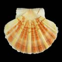 To Conchology (Pecten maximus ORANGE)