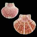 To Conchology (Pecten maximus PINK)