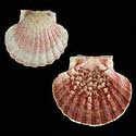 To Conchology (Pecten maximus PINK)