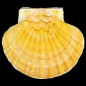 To Conchology (Pecten maximus ORANGE)