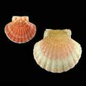 To Conchology (Pecten maximus RED)