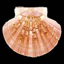 To Conchology (Pecten maximus PINK)