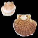 To Conchology (Pecten maximus FREAK)