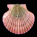 To Conchology (Aequipecten flabellum PURPLE)