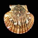 To Conchology (Aequipecten flabellum BROWN)