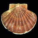 To Conchology (Pecten maximus GIANT)