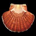 To Conchology (Pecten keppelianus)