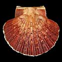 To Conchology (Pecten keppelianus)