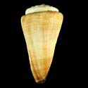 To Conchology (Fraterconus distans LARGE)