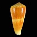 To Conchology (Pionoconus consors SPECIAL COLOR)