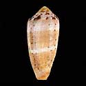 To Conchology (Pionoconus circumcisus GRANULATE)