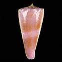 To Conchology (Kioconus roseorapum PINK)