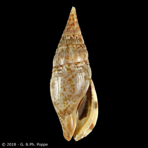 Colubraria procera