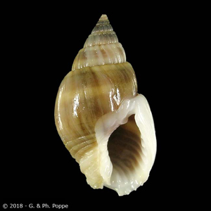 Nassarius luridus