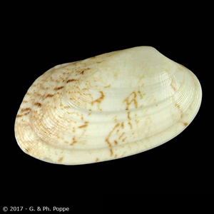 Venerupis geographica