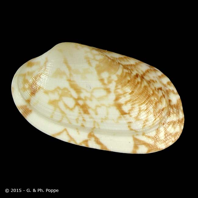 Shell Encyclopedia - Worms Details | Conchology | Conchology