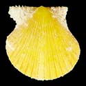 To Conchology (Cryptopecten nux YOUNG)