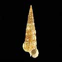 To Conchology (Cerithium ophioderma)