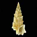 To Conchology (Cerithium kreukelorum)