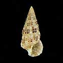 To Conchology (Cerithium alutaceum)