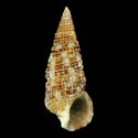 To Conchology (Cerithium alutaceum)