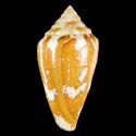 To Conchology (Tenorioconus curassaviensis)