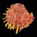 To Conchology (Spondylus swinneni)