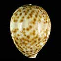 To Conchology (Cypraea tigris pardalis 51-65 YOUNG)