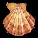 To Conchology (Mirapecten yaroni BROWN)