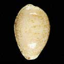 To Conchology (Notocypraea declivis declivis)