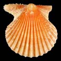 To Conchology (Aequipecten muscosus SPECIAL COLOR)