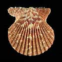 To Conchology (Aequipecten muscosus BROWN)