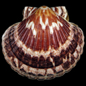 To Conchology (Pecten novaezelandiae)