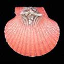 To Conchology (Aequipecten flabellum PURPLE)