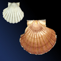 To Conchology (Pecten jacobaeus FREAK)