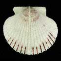 To Conchology (Argopecten purpuratus WHITE)