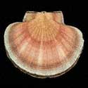 To Conchology (Pecten fumatus)