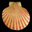 To Conchology (Aequipecten glyptus)